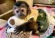 Capuchins Monkey Animals for sale in Lincoln, NE, USA. price: NA
