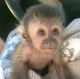 Capuchins Monkey Animals for sale in Cheyenne, WY, USA. price: $700