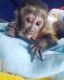 Capuchins Monkey Animals for sale in Ocala, FL, USA. price: $2,000