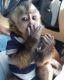 Capuchins Monkey Animals for sale in Kalamazoo, MI, USA. price: NA