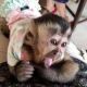 Capuchins Monkey Animals for sale in Summerville, SC, USA. price: $2,500
