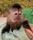 Capuchins Monkey Animals for sale in Arlington, TX, USA. price: $1,500