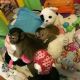 Capuchins Monkey Animals for sale in Minneapolis, MN, USA. price: $1,500