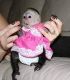 Capuchins Monkey Animals for sale in New Orleans, LA, USA. price: $1,250