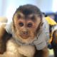 Capuchins Monkey Animals for sale in Colorado Springs, CO, USA. price: $950