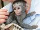 Capuchins Monkey Animals for sale in South Bend, IN, USA. price: NA