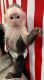 Capuchins Monkey Animals for sale in Cincinnati, OH, USA. price: NA