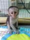 Capuchins Monkey Animals for sale in Nashville, TN, USA. price: $1,000
