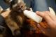 Capuchins Monkey Animals for sale in Francis E. Warren AFB, WY 82001, USA. price: $950
