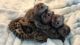 Capuchins Monkey Animals for sale in Francis E. Warren AFB, WY 82001, USA. price: $950