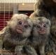 Capuchins Monkey Animals for sale in Francis E. Warren AFB, WY 82001, USA. price: NA