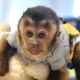 Capuchins Monkey Animals for sale in Francis E. Warren AFB, WY 82001, USA. price: $1,800