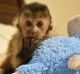 Capuchins Monkey Animals for sale in Francis E. Warren AFB, WY 82001, USA. price: $1,200