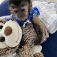 Capuchins Monkey Animals for sale in Columbia, SC, USA. price: $1,000