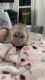 Capuchins Monkey Animals for sale in Tallahassee, FL, USA. price: NA