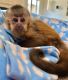Capuchins Monkey Animals for sale in Cleveland, OH, USA. price: $1,500
