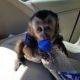 Capuchins Monkey Animals for sale in Lincoln, NE, USA. price: $1,000