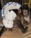 Capuchins Monkey Animals for sale in Hartford, CT, USA. price: NA