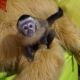 Capuchins Monkey Animals for sale in St. Petersburg, FL, USA. price: NA