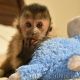 Capuchins Monkey Animals for sale in Boston, MA, USA. price: $1,500