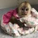 Capuchins Monkey Animals for sale in Greenville, SC, USA. price: $1,000