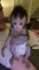 Capuchins Monkey Animals for sale in Panama City, FL, USA. price: $1,500