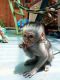 Capuchins Monkey Animals for sale in Boston, NY 14025, USA. price: NA