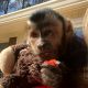 Capuchins Monkey Animals for sale in Florida City, FL, USA. price: $1,200