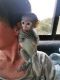 Capuchins Monkey Animals for sale in Auburn, AL, USA. price: NA