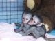Capuchins Monkey Animals for sale in 351 24th St N, Birmingham, AL 35203, USA. price: NA