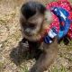 Capuchins Monkey Animals for sale in Summerville, SC, USA. price: NA
