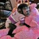 Capuchins Monkey Animals for sale in Baltimore, MD, USA. price: $1,000