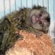 Capuchins Monkey Animals for sale in Ithaca, NY, USA. price: $1,200