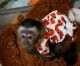 Capuchins Monkey Animals for sale in California, MD, USA. price: $1,200