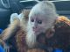 Capuchins Monkey Animals for sale in Belvedere DA17, UK. price: 650 GBP