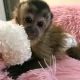 Capuchins Monkey Animals for sale in Conway, SC, USA. price: $1,000