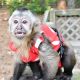 Capuchins Monkey Animals for sale in Allentown, PA, USA. price: NA