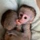 Capuchins Monkey Animals for sale in Allentown, PA, USA. price: $1,500