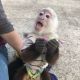 Capuchins Monkey Animals for sale in 6590 Duneden Ave, Solon, OH 44139, USA. price: NA