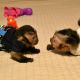 Capuchins Monkey Animals for sale in Floral Park, NY 11001, USA. price: $1,500