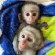 Capuchins Monkey Animals for sale in Floral Park, NY 11001, USA. price: $1,200