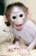 Capuchins Monkey Animals for sale in Floral Park, NY 11001, USA. price: $1,875