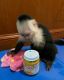 Capuchins Monkey Animals for sale in Floral Park, NY 11001, USA. price: $1,350