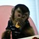 Capuchins Monkey Animals for sale in 65806 Lake Ave, Bangor, MI 49013, USA. price: NA