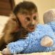 Capuchins Monkey Animals for sale in East Los Angeles, CA, USA. price: NA