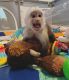 Capuchins Monkey Animals for sale in Belvedere DA17, UK. price: 575 GBP