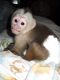 Capuchins Monkey Animals for sale in Belvedere DA17, UK. price: 575 GBP
