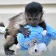Capuchins Monkey Animals for sale in 65806 Lake Ave, Bangor, MI 49013, USA. price: NA