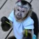 Capuchins Monkey Animals for sale in N 6th Pl, Stilwell, OK 74960, USA. price: $800