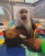 Capuchins Monkey Animals for sale in Palm Beach, FL, USA. price: $750